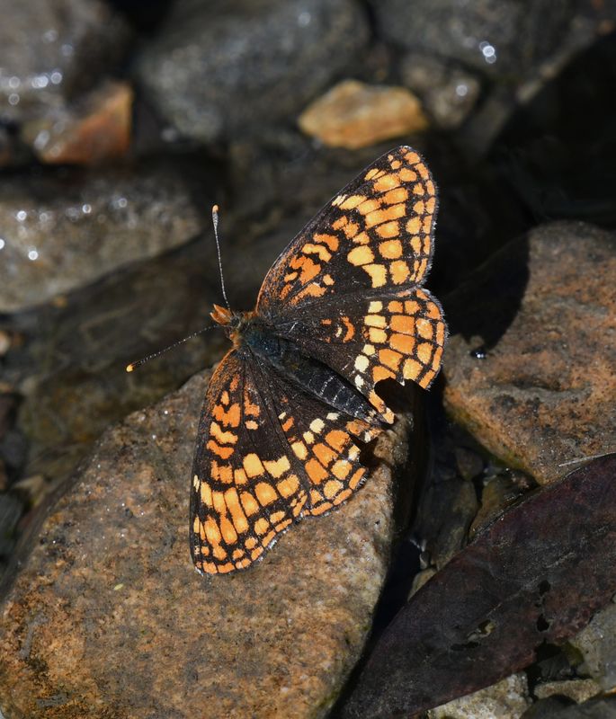Hoffmann's Checkerspot: Chlosyne hoffmanni