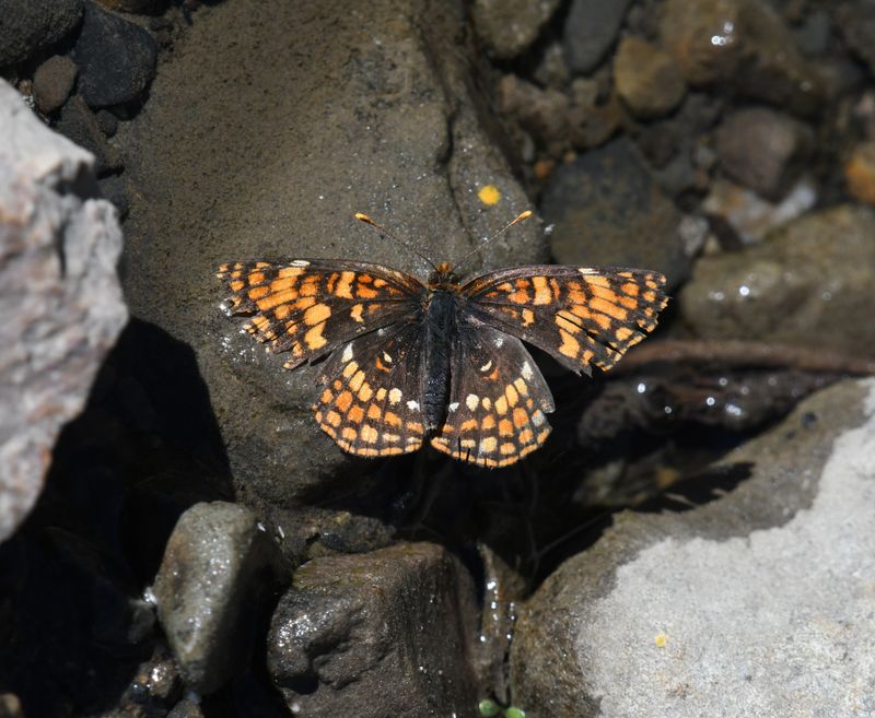 Hoffmann's Checkerspot: Chlosyne hoffmanni