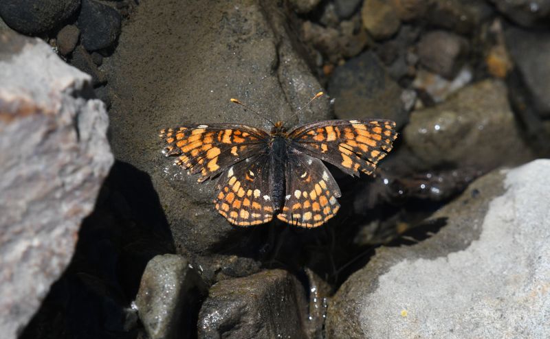 Hoffmann's Checkerspot: Chlosyne hoffmanni