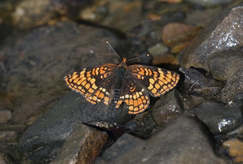 Hoffmann's Checkerspot: Chlosyne hoffmanni