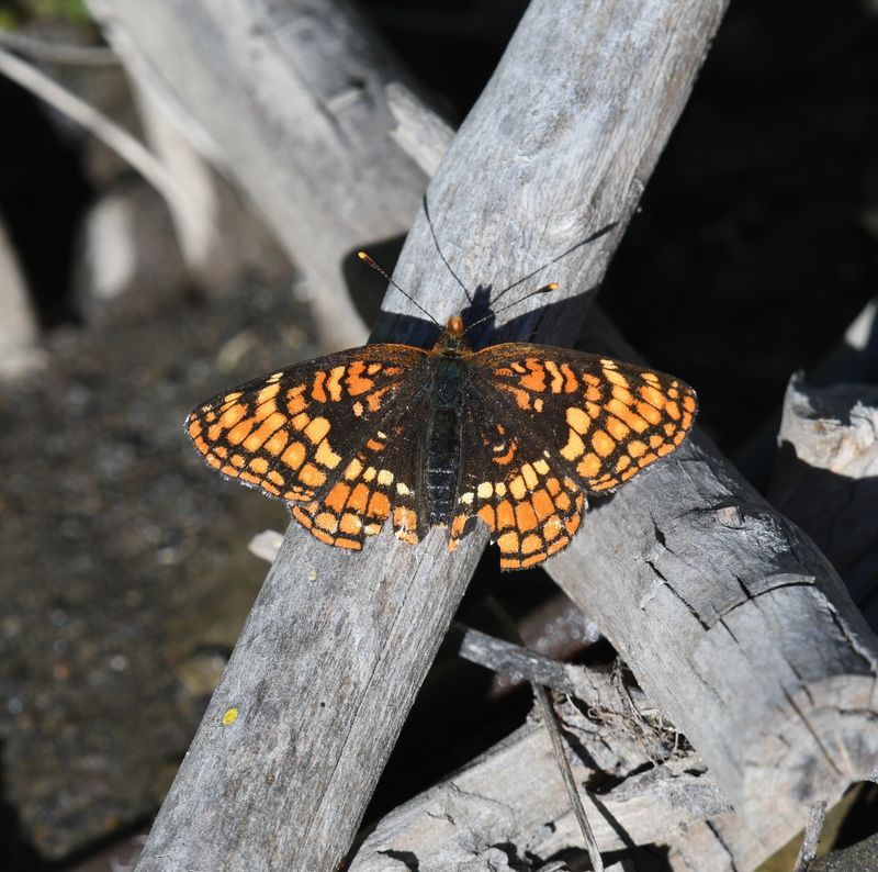 Hoffmann's Checkerspot: Chlosyne hoffmanni
