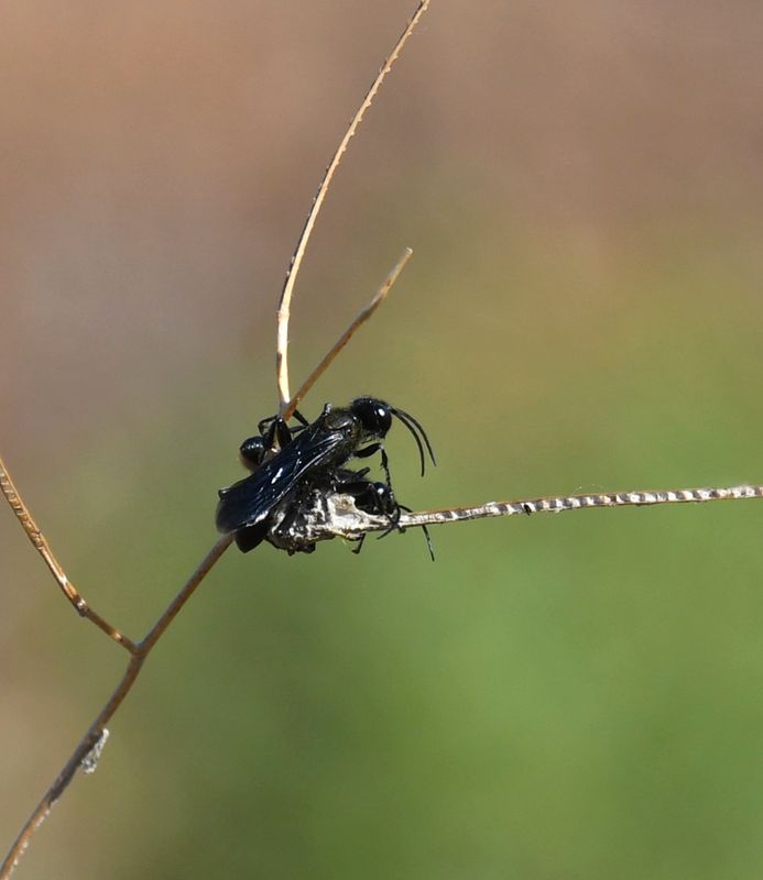Wasp