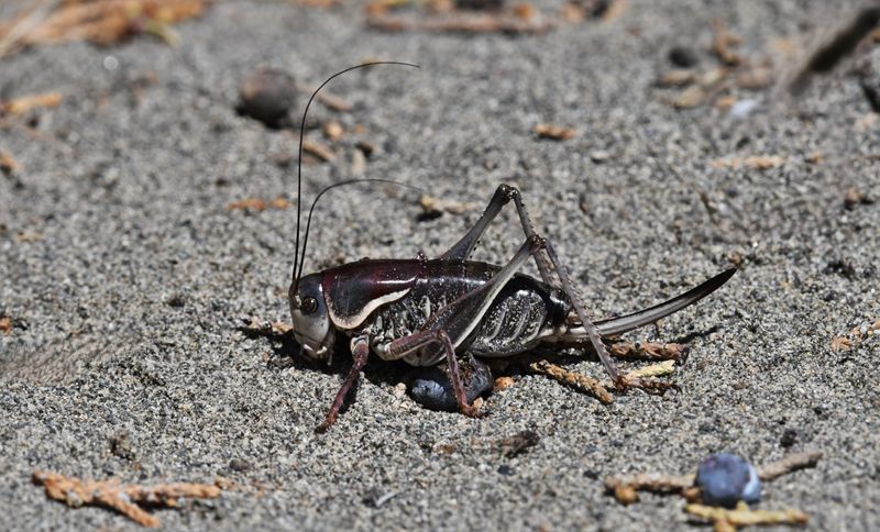 Cricket
