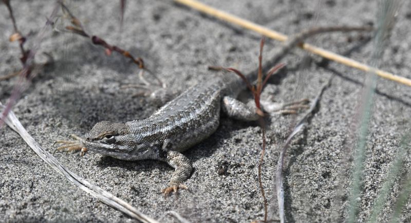 Sagebrush Lizard