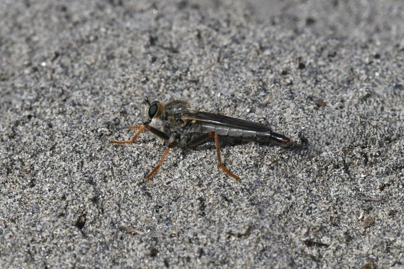 Fly