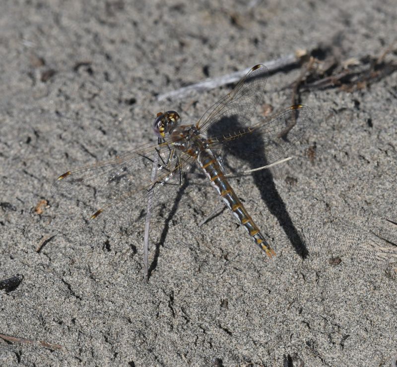 Dragonfly