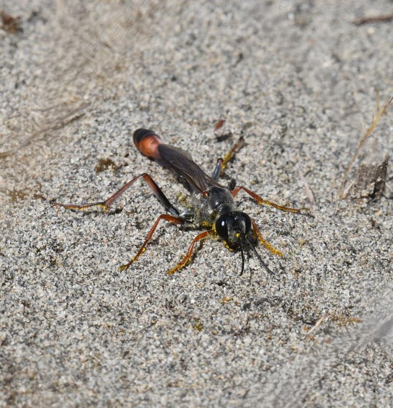 Wasp