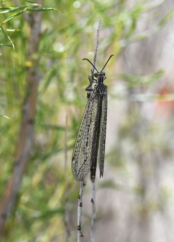 Antlion