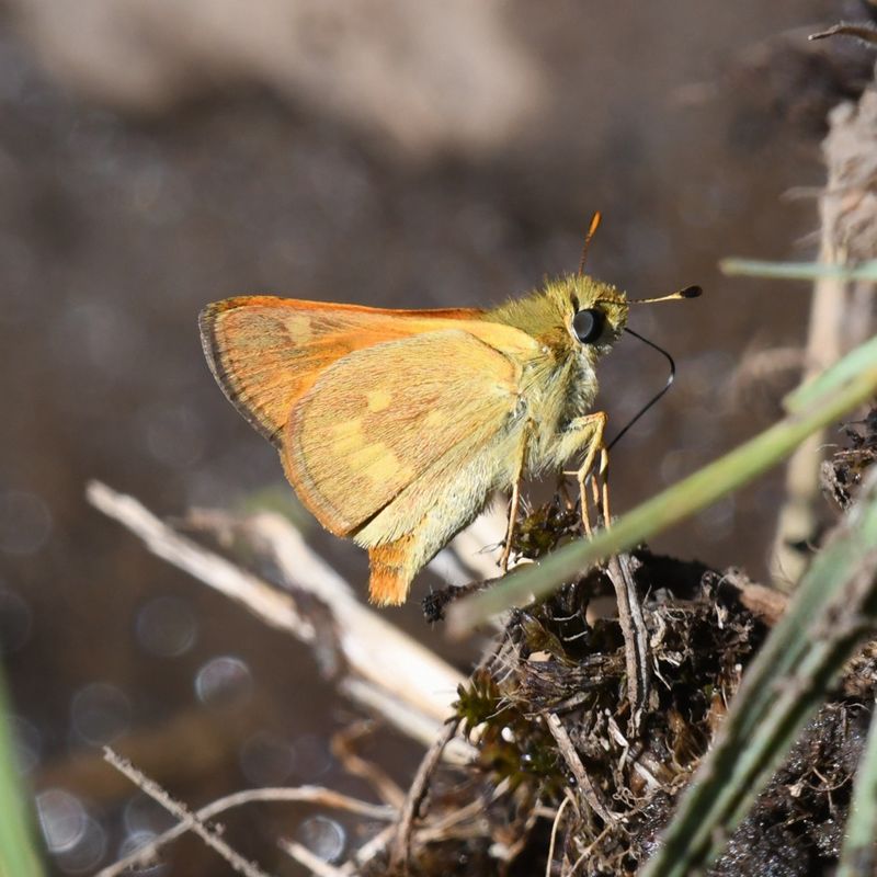 Woodland Skipper: Ochlodes sylvanoides