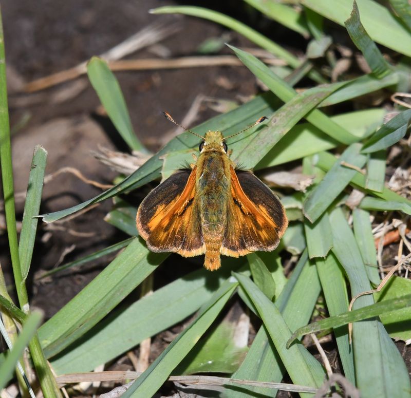 Woodland Skipper: Ochlodes sylvanoides