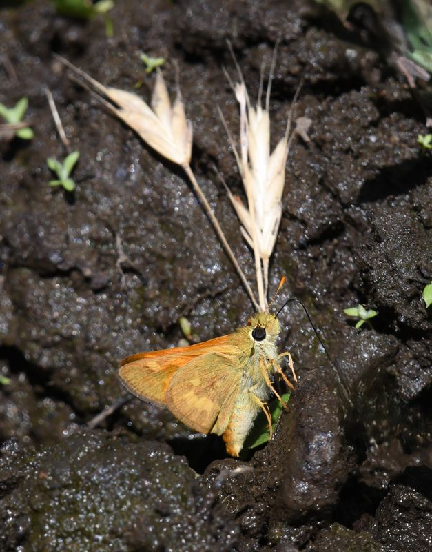 Woodland Skipper: Ochlodes sylvanoides
