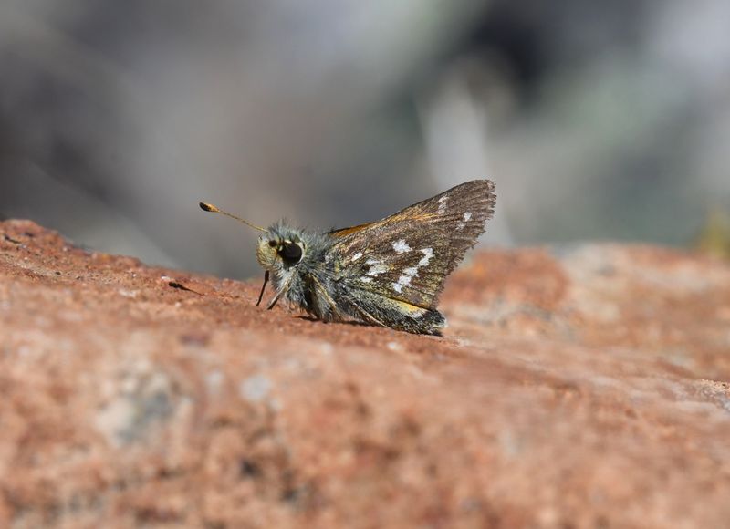 Western Branded Skipper: Hesperia colorado manitoba