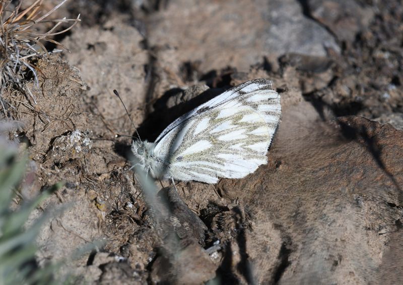 Western White: Pontia occidentalis
