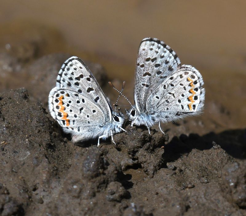 Columbia Blue: Euphilotes columbiae
