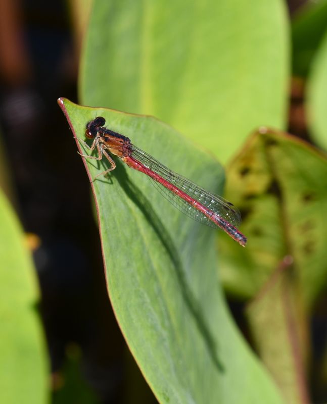Damselfly