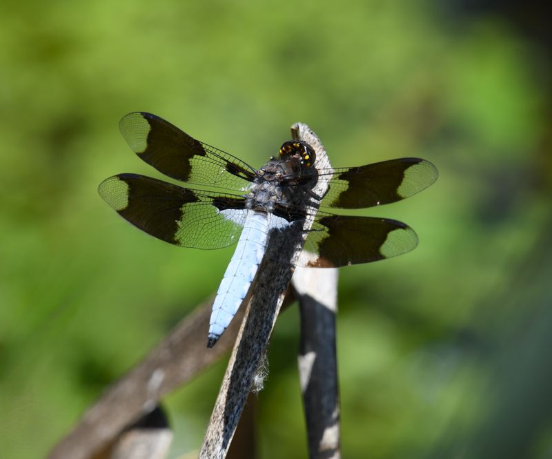 Dragonfly