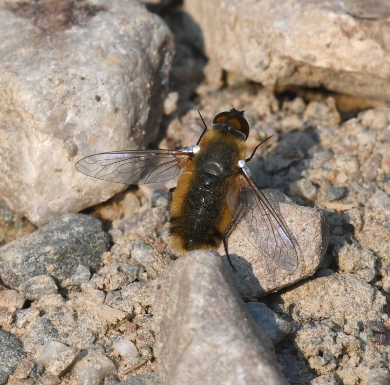 Fly