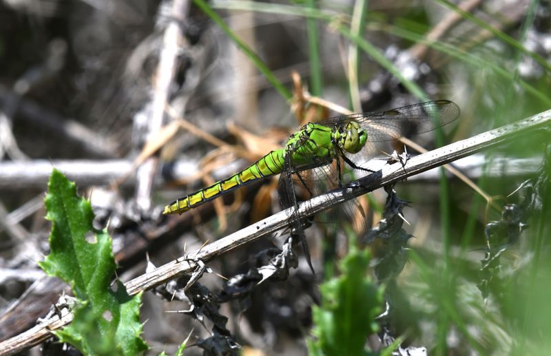 Dragonfly