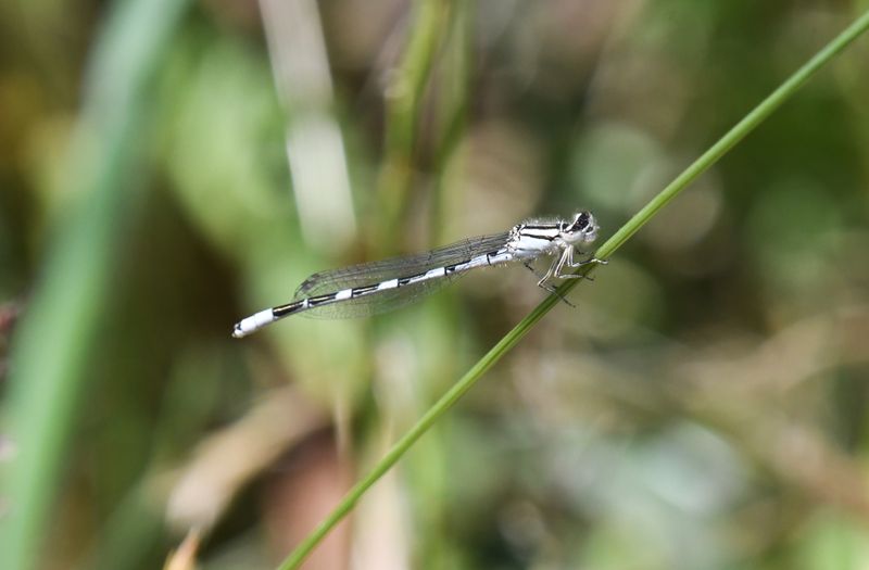 Dragon and Damselflies