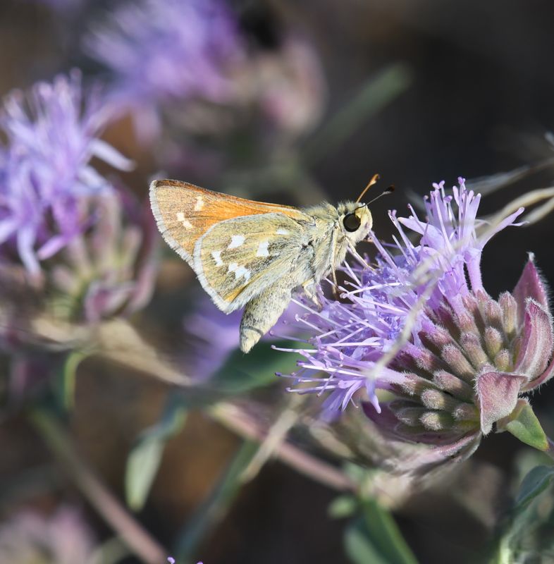 Western Branded Skipper: Hesperia colorado