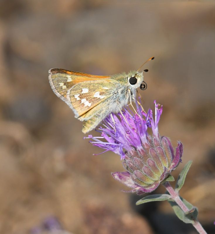 Western Branded Skipper: Hesperia colorado