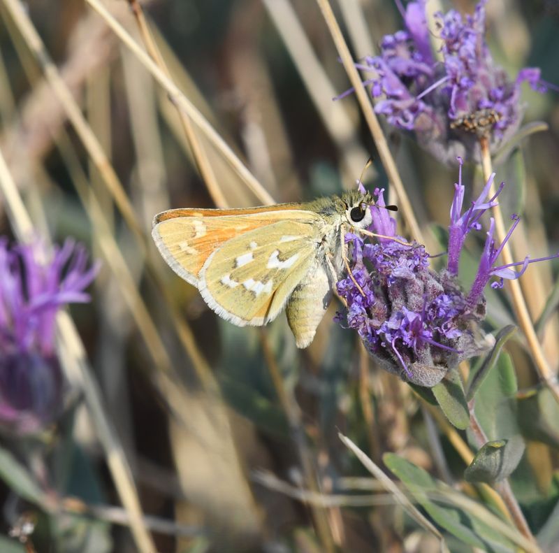 Western Branded Skipper: Hesperia colorado