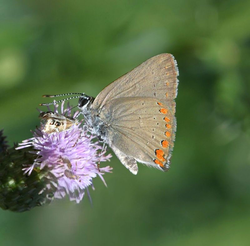 Coral Hairstreak: Satyrium titus