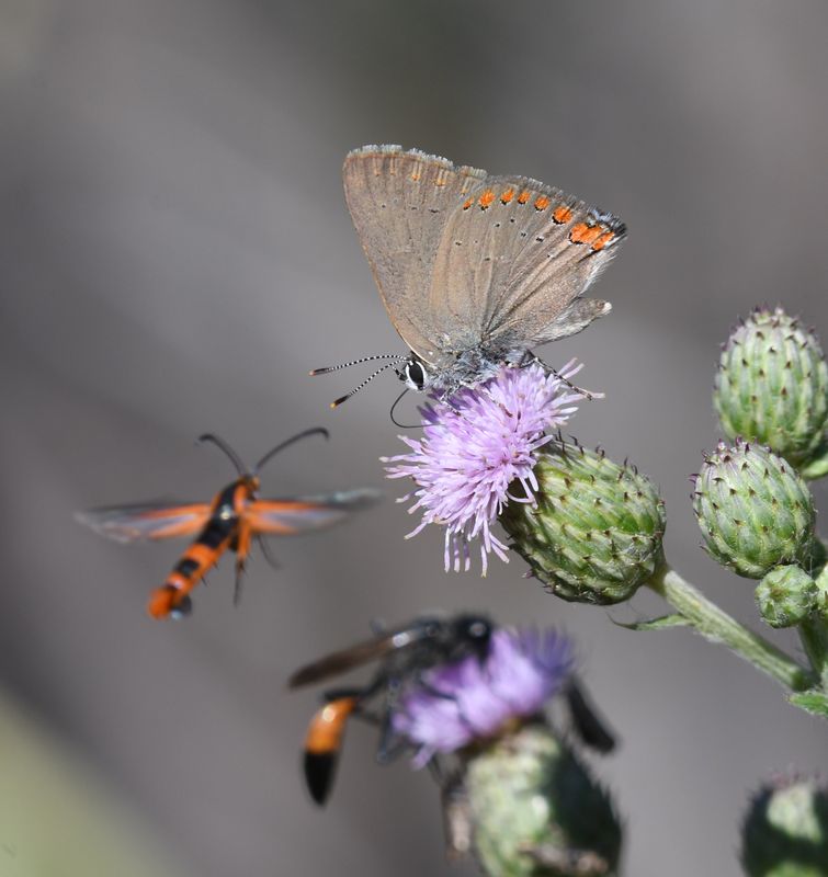 Coral Hairstreak: Satyrium titus