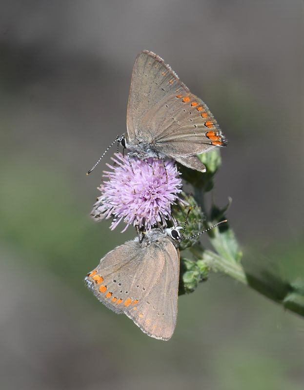Coral Hairstreak: Satyrium titus
