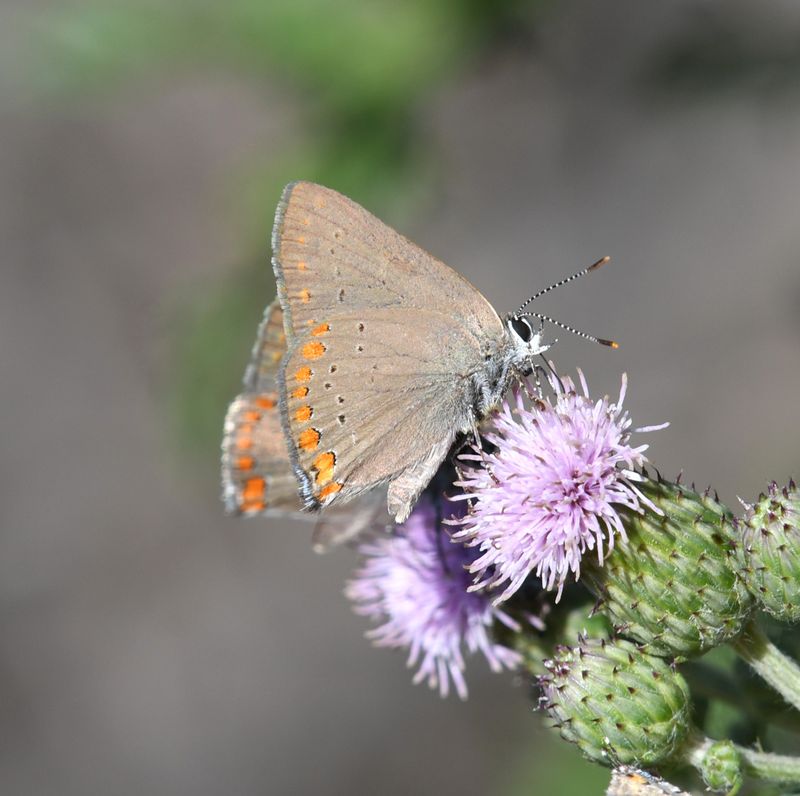 Coral Hairstreak: Satyrium titus