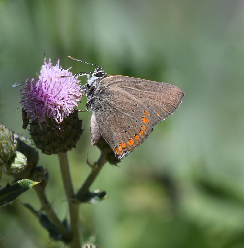 Coral Hairstreak: Satyrium titus