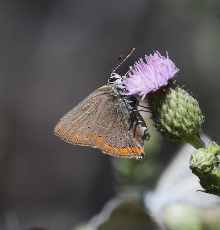 Hairstreak, Coral