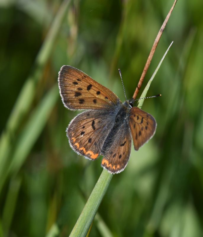 Purplish Copper: Lycaena helloides