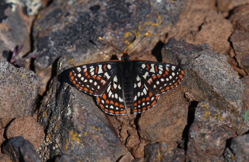 Edith's Checkerspot: Euphydryas editha
