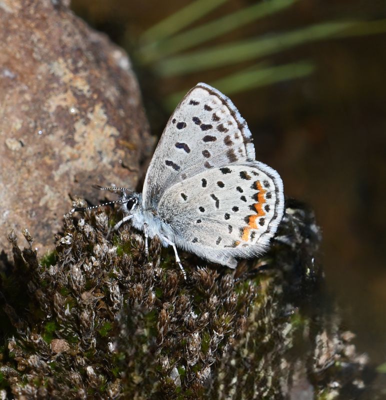 Blue, Columbia