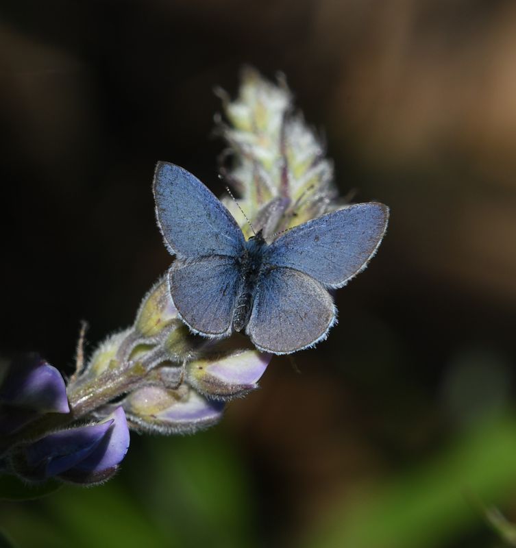 Echo Azure: Celastrina echo