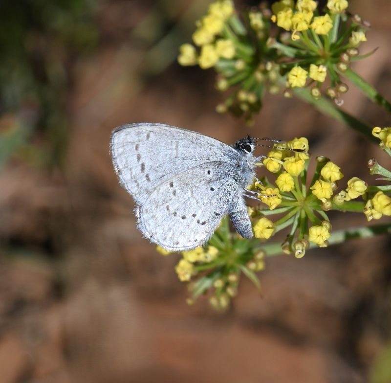 Echo Azure: Celastrina echo