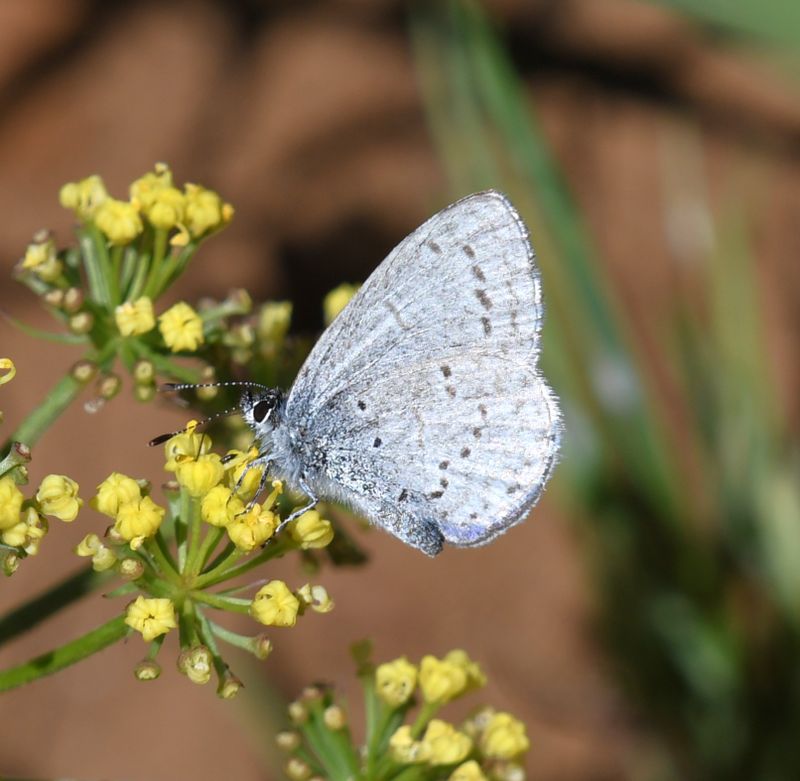 Echo Azure: Celastrina echo