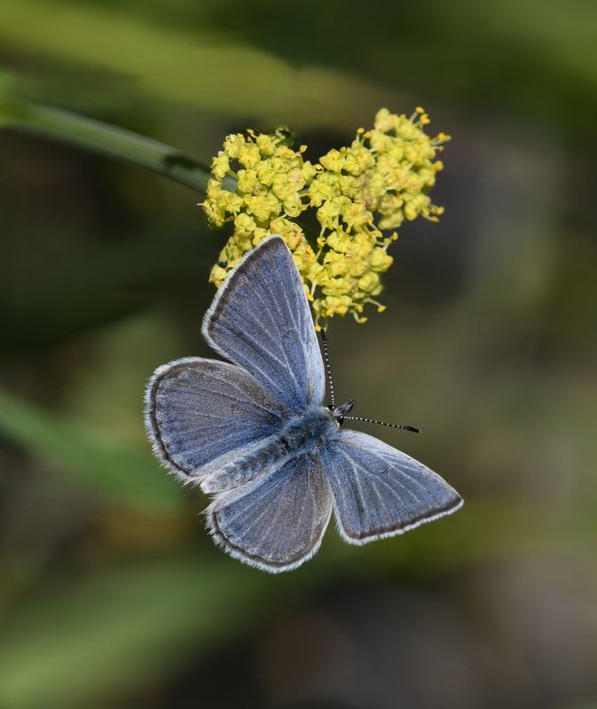 Blue, Boisduval's