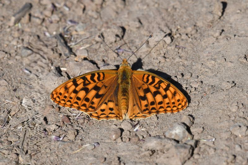 Coronis Fritillary: Speyeria coronis