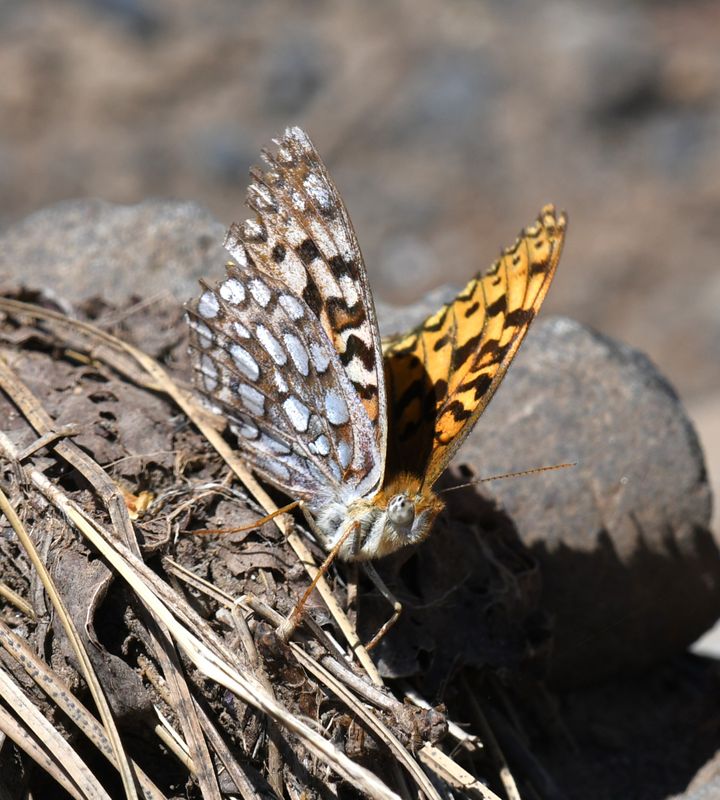 Coronis Fritillary: Speyeria coronis