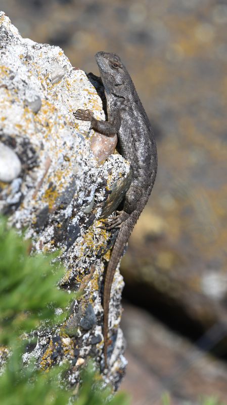 Western Fence Lizard