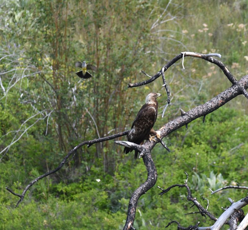 Golden Eagle