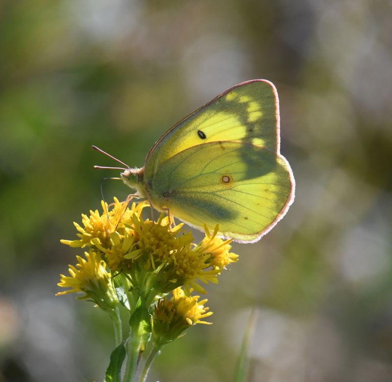 Orange Sulphur: Colias eurytheme