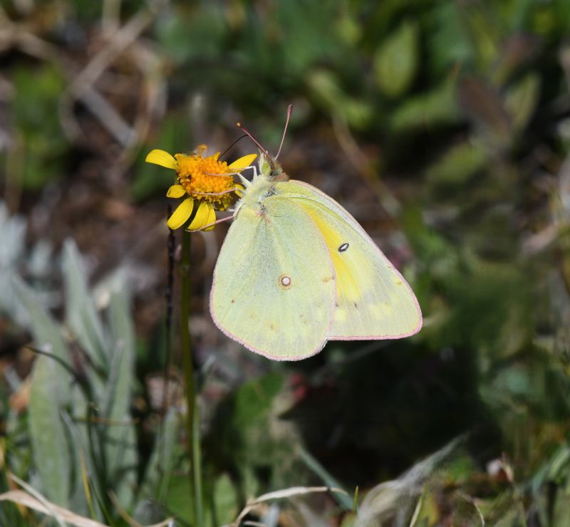 Orange Sulphur: Colias eurytheme
