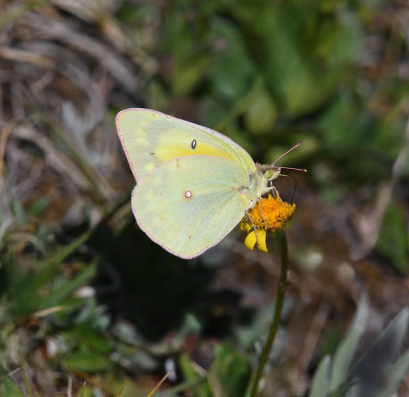 Orange Sulphur: Colias eurytheme