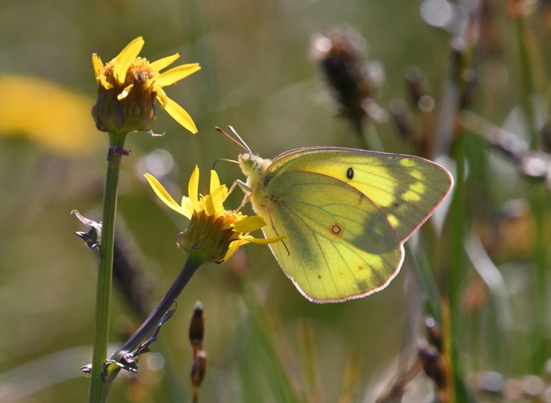 Orange Sulphur: Colias eurytheme