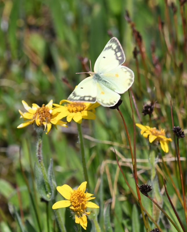 Orange Sulphur: Colias eurytheme