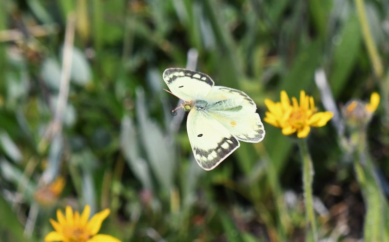 Orange Sulphur: Colias eurytheme