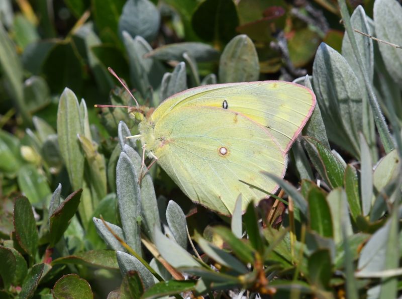 Orange Sulphur: Colias eurytheme